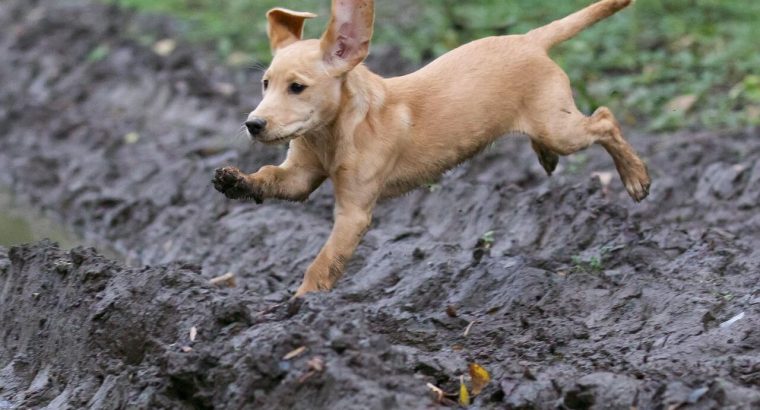 Adorable Labrador Puppies for Sale