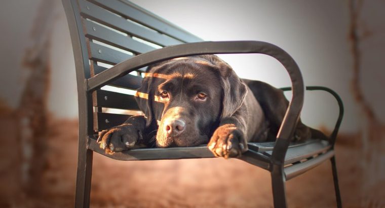 Adorable Labrador Puppies for Sale